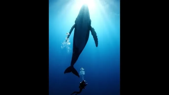 我可以尝一下你那里吗视频 - 深蓝星球：探索海洋深处的未知世界